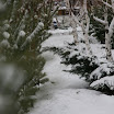 снежная зима 08-09 года (18).jpg