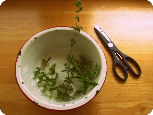 herbs in a bowl