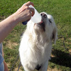 amadeus_trinken_belohnung_1.jpg