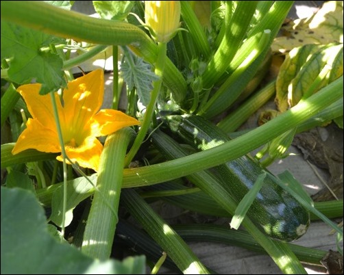 zucchini zucchini
