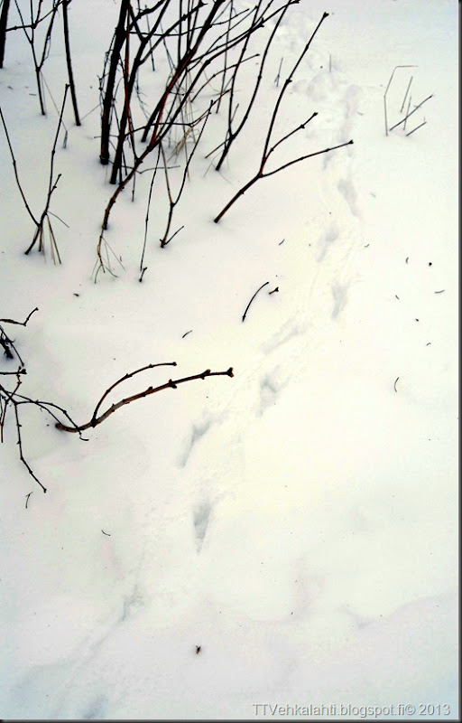 saukon jälkiä 062 saukon jälkiä 062