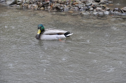 DSC_0988.jpg DSC 0988