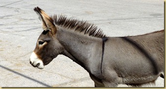 2012-09-27 -2- AZ, Oatman -068