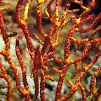 Spider crab (Cabilao)