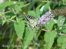 Papilionidae%25252c%252520papilio%252520machaon%25252c%252520common%252520yellow%252520swallowtail