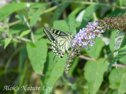 Papilionidae%25252c%252520papilio%252520machaon%25252c%252520common%252520yellow%252520swallowtail