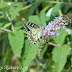 Papilionidae%25252c%252520papilio%252520machaon%25252c%252520common%252520yellow%252520swallowtail