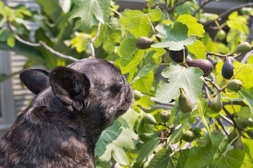That's right, Sharkey, and Martha says that one of the many joys of the summer harvest is biting into a sweet, juicy, plump fig. That's right, Sharkey, and Martha says that one of the many joys of the summer harvest is biting into a sweet, juicy, plump fig.