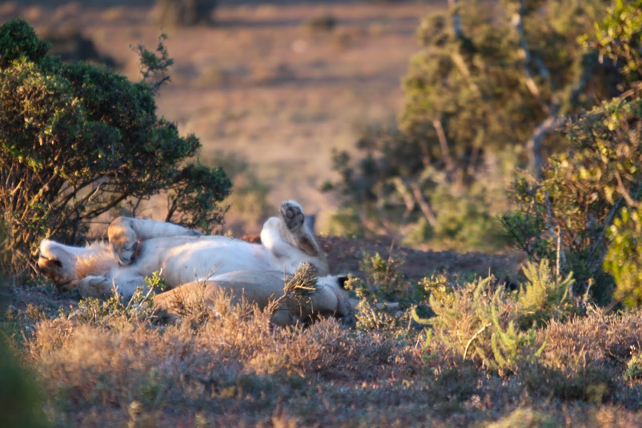 Lioness at Addo