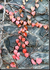red leaves