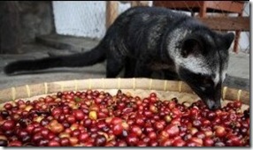 kopi luwak kafe