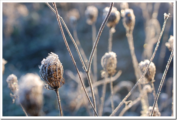 Frosty Morning (5)