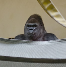 zoo-61