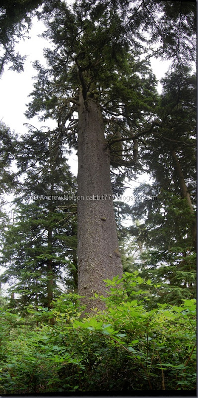 giant spruce stitch (2)