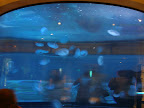 Jellyfish at the Shark Reef Aquarium at Mandalay Bay.