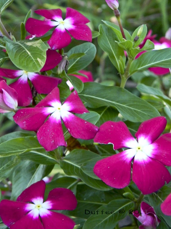 [Vincas%255B4%255D.jpg]