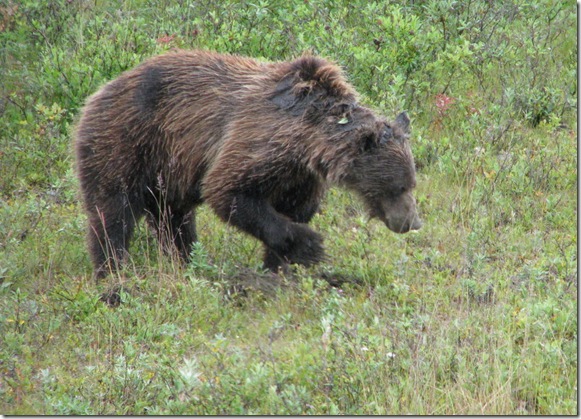 2nd Brown Bear Eaating Roots 8-16-2011 12-04-35 PM 2932x2116