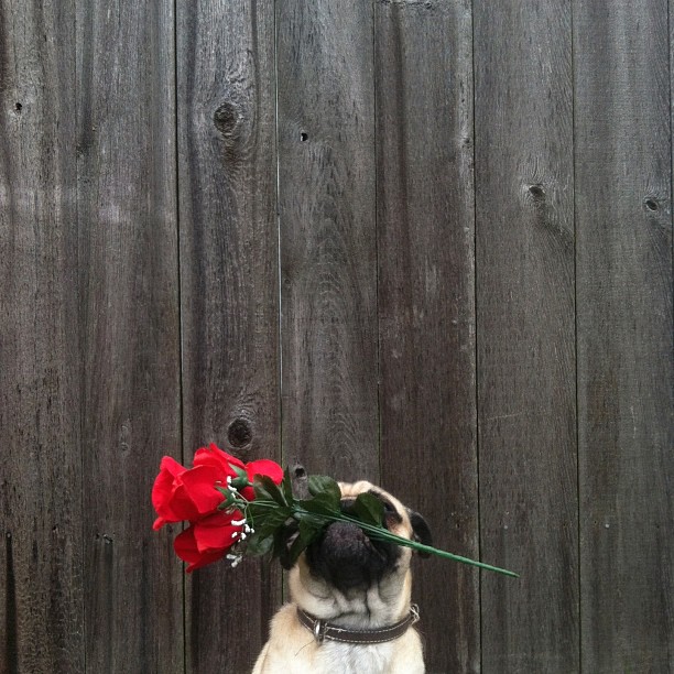 Собачий отжиг мопса по кличке Norm Джереми Вич (20 фото) | Картинка №16