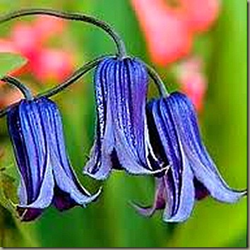 clematis integ rooguchi