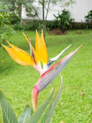 Birds of Paradise everywhere!