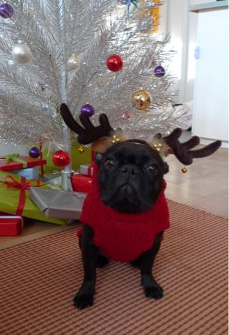 Amy and Scott M. sent in this photo of their 2 year old Onion decked out for the holiday.