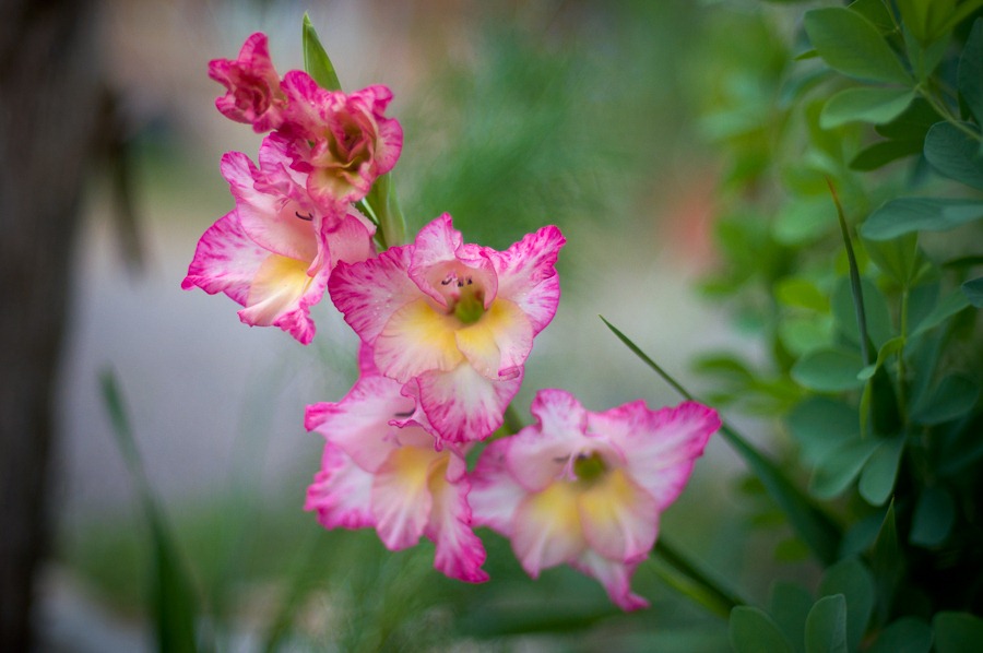 [PNP%2520garden-007%255B8%255D.jpg]