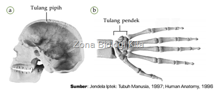 tulang pendek