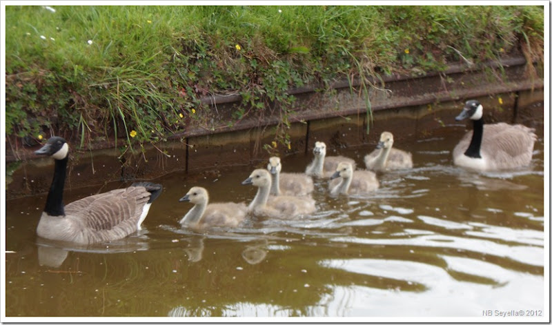 SAM_0457 Geese