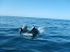 DelfinesReservaPinguinosdeHumboldt4.jpg