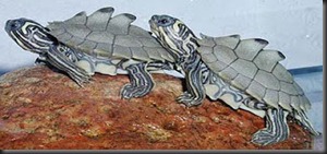 1. Black-knobbed Map Turtle 1. Black-knobbed Map Turtle