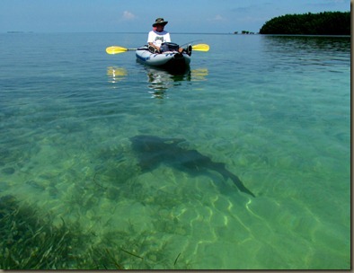 Al kayaking with nurse shark in they keys
