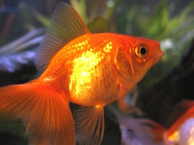 [goldfish2011%255B4%255D.jpg]