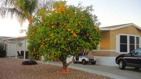 [orange-trees%255B3%255D.jpg]