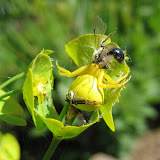 Misumena vatia (crab spiders) - the yellow one is the big momma, and on her back is a white male (fully grown and wanting to mate)
