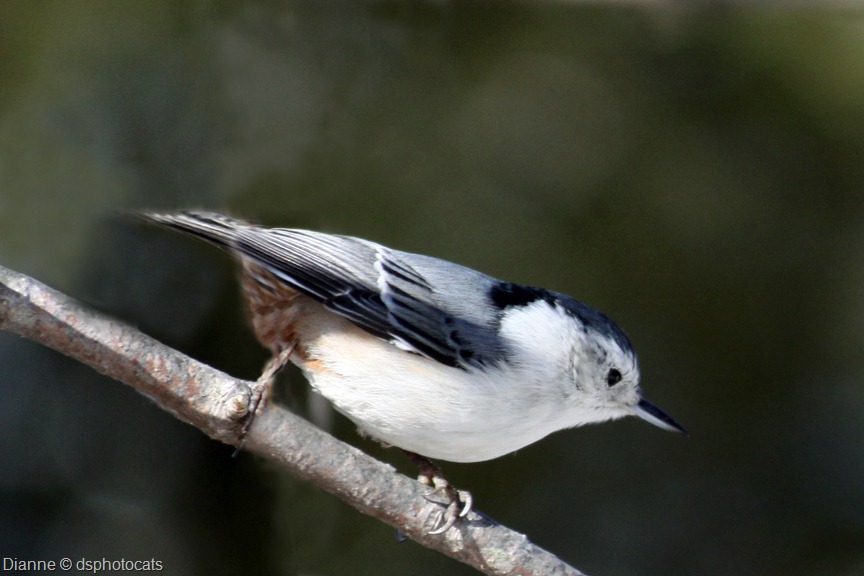 [IMG_3221-White-Breasted-Nuthatch-cop%255B1%255D.jpg]