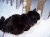 Playing in the Snow