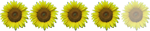 Girasol (4'5) Girasol (4'5)
