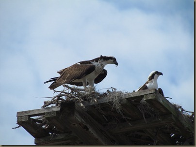 two osprey in nest