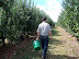 Picking Apples