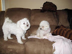 The rescue group took time to counsel Camillia on how best to introduce Chardonnay with her new brother, Sir Lancelot (left).