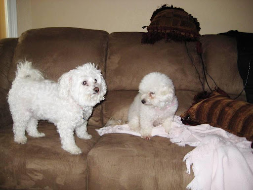 The rescue group took time to counsel Camillia on how best to introduce Chardonnay with her new brother, Sir Lancelot (left).