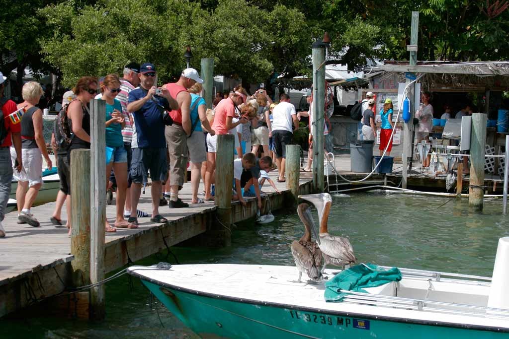 [Feeding-the-Tarpon---Unwanted-Guests-2%255B3%255D.jpg]