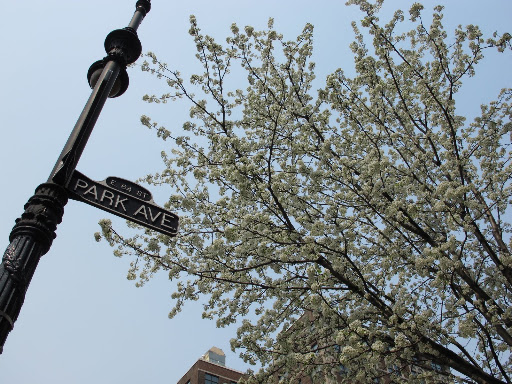 Take some time today to look up, down and around you to admire the spring blooms.