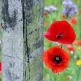 Tuin vol bloemen.jpg