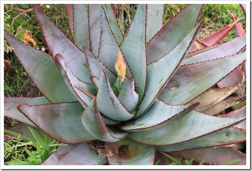 121228_UCBotGarden_Aloe-capitata-quartziticola_02