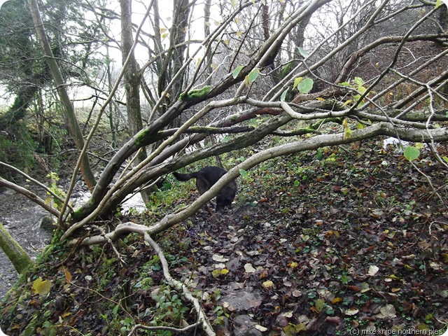 rookhope burn reccy 009 rookhope burn reccy 009