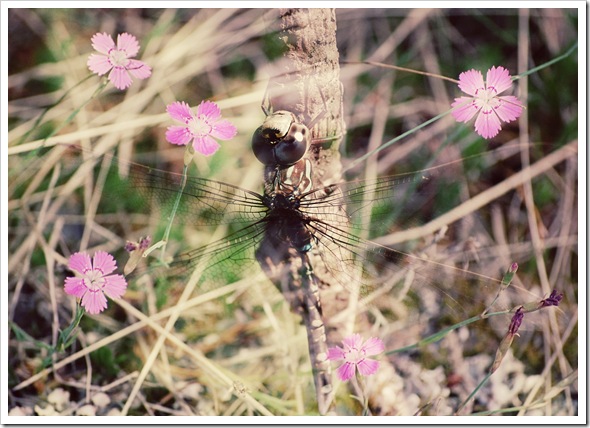 DIANTHUS DRAGONFLY DIANTHUS DRAGONFLY