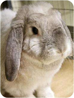Peter
Lop/Holland Mix
Loves to be pet and eat his greens!
Dedham, MA
(See end of blog for a link to my info.) Peter
Lop/Holland Mix
Loves to be pet and eat his greens!
Dedham, MA
(See end of blog for a link to my info.)