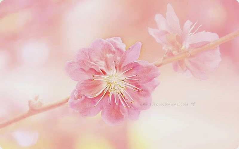 Cherry-blossom-(3) Cherry-blossom-(3)