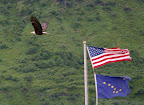 American Eagle by Bayside RV